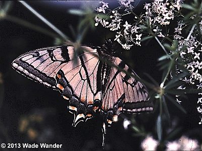 Canadian Tiger Swallowtail